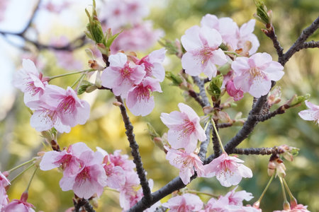 Sakura blooming in spring in Japanの写真素材