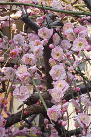 Plum blossoms blooming in winter in Japanの写真素材