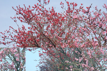 Peach blossoms blooming in spring in Japanの写真素材