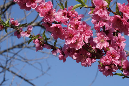 Peach blossoms blooming in spring in Japanの写真素材