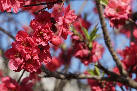 Peach blossoms blooming in spring in Japanの写真素材