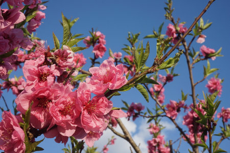Peach blossoms blooming in spring in Japanの写真素材