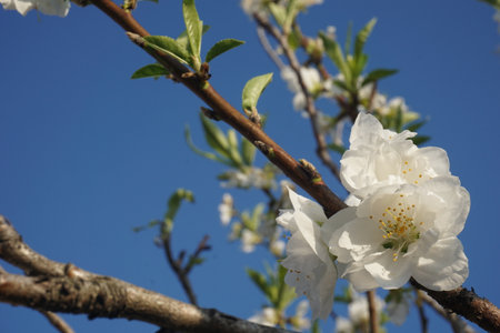 Peach blossoms blooming in spring in Japanの写真素材