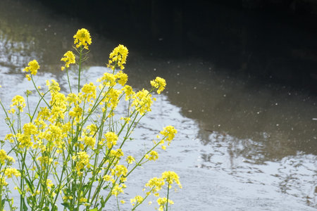 Rape blossoms blooming in spring in Japanの写真素材