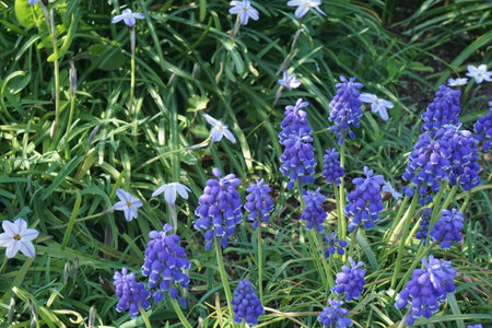 Muscari blooming in spring in Japanの写真素材