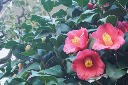 Camellia blooming in winter in Japanの写真素材