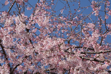 Sakura blooming in spring in Japanの写真素材