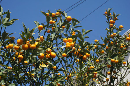 Kumquat fruit ripening yellow in winterの写真素材