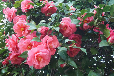 Camellia blooming in winter in Japanの写真素材
