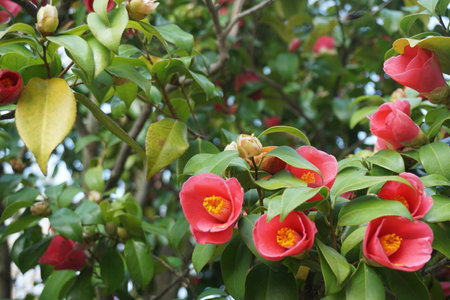 Camellia blooming in winter in Japanの写真素材