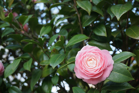 Camellia blooming in winter in Japanの写真素材