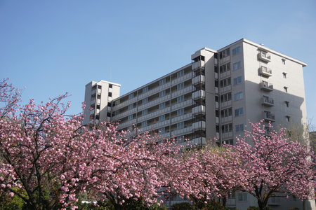 Cherry blossoms blooming in spring in Japanの写真素材