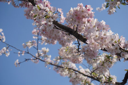 Cherry blossoms blooming in spring in Japanの写真素材