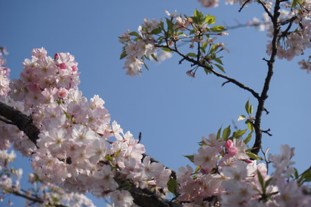 Cherry blossoms blooming in spring in Japanの写真素材
