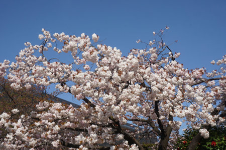 Cherry blossoms blooming in spring in Japanの写真素材