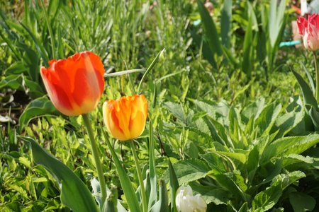 Tulips blooming in spring in Japanの写真素材