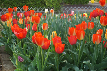 Tulips blooming in spring in Japanの写真素材