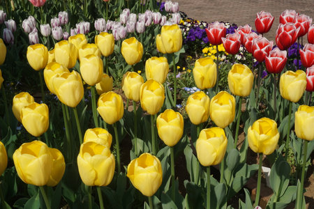 Tulips blooming in spring in Japanの写真素材