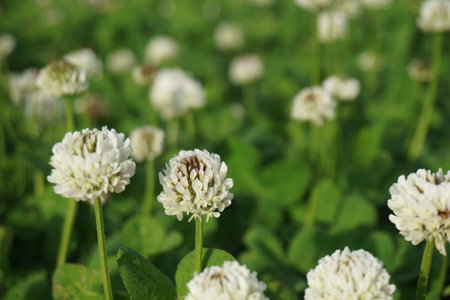 White clover blooming in spring in Japanの写真素材