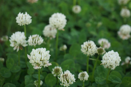 White clover blooming in spring in Japanの写真素材