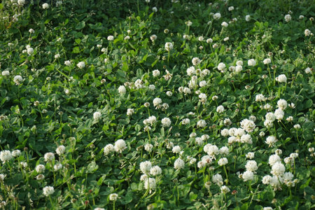 White clover blooming in spring in Japanの写真素材