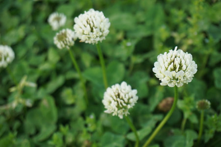 White clover blooming in spring in Japanの写真素材
