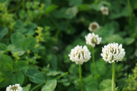 White clover blooming in spring in Japanの写真素材