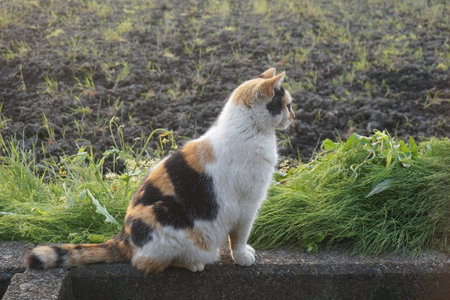 A cat with beautiful white, black, and brown furの写真素材