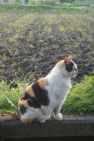 A cat with beautiful white, black, and brown furの写真素材