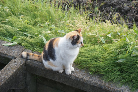 A cat with beautiful white, black, and brown furの写真素材