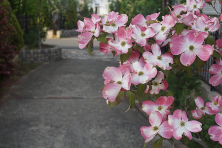 Dogwood with cute pink flowersの写真素材