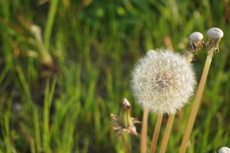 White fluffy cute dandelion fluffの写真素材