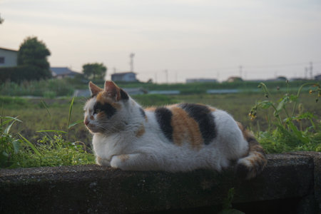 A cat with beautiful white, black, and brown furの写真素材