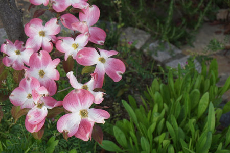 Dogwood with cute pink flowersの写真素材
