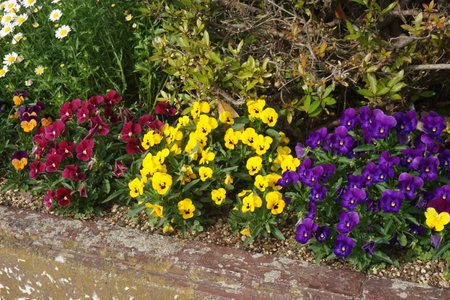 Viola with cute small flowersの写真素材