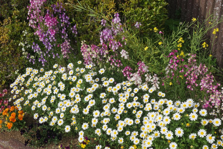 Beautiful flower bed with colorful flowersの写真素材