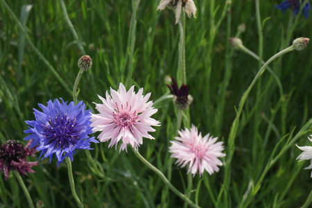 Cornflowers blooming in spring in Japanの写真素材