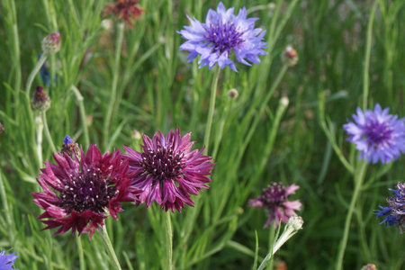 Cornflowers blooming in spring in Japanの写真素材