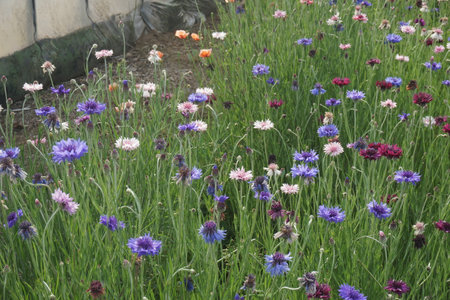 Cornflowers blooming in spring in Japanの写真素材