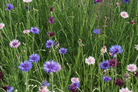 Cornflowers blooming in spring in Japanの写真素材
