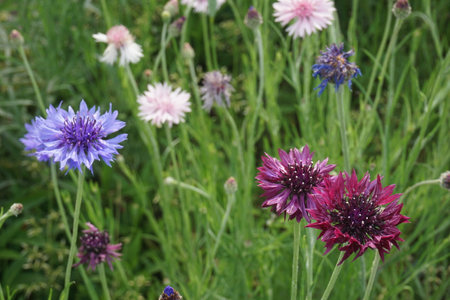 Cornflowers blooming in spring in Japanの写真素材