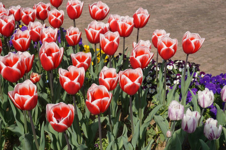Tulips blooming in spring in Japanの写真素材