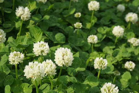 White clover blooming in spring in Japanの写真素材