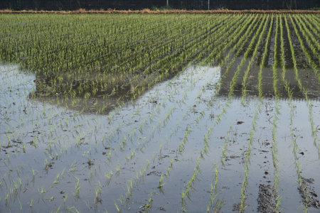 A rice field that has just been plantedの写真素材