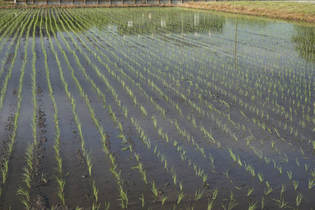 A rice field that has just been plantedの写真素材