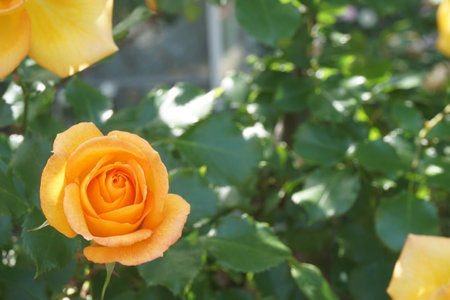 Roses blooming in spring in Japanの写真素材