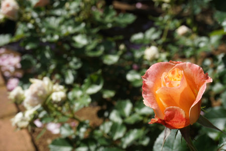 Roses blooming in spring in Japanの写真素材