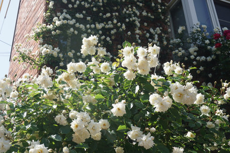 Roses blooming in spring in Japanの写真素材