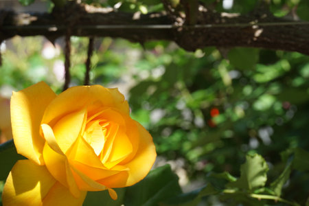 Roses blooming in spring in Japanの写真素材