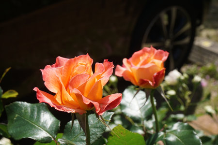 Roses blooming in spring in Japanの写真素材